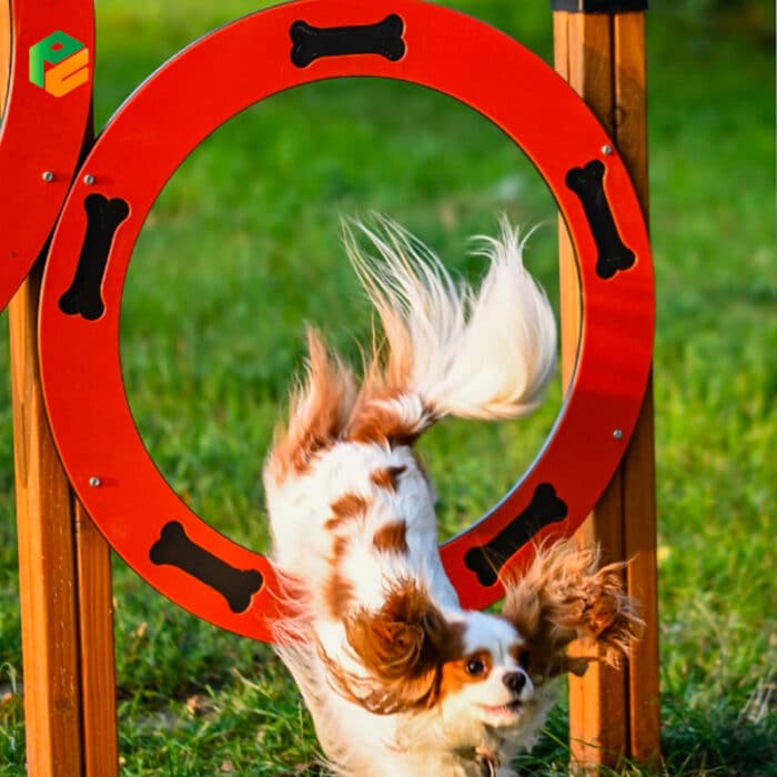 Ring Jump for Dog Park Activities-3